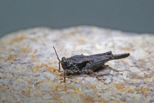 Réf. 237 896 : Tetrix ceperoi ceperoi
